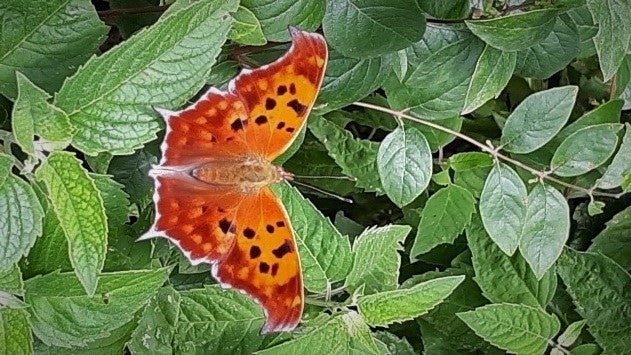  Question mark butterfly with wings spread on green leaves